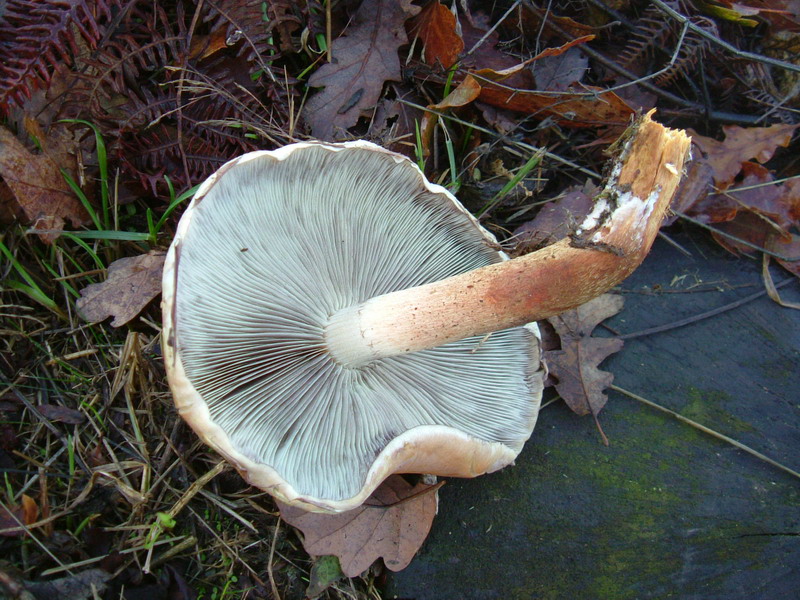 Strophariaceae su ceppaia